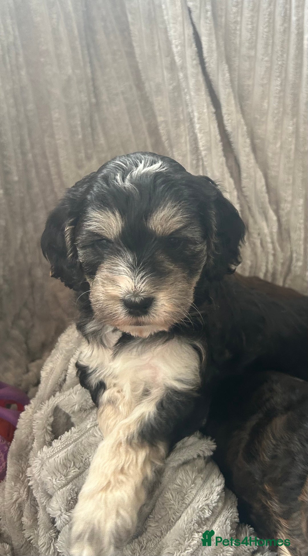 Cockapoo dogs for sale: Cockapoo Puppies - Image 2