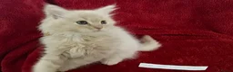 Maine Coon cats for sale: Confident & cuddly Maine coon kitts  - Advert 9