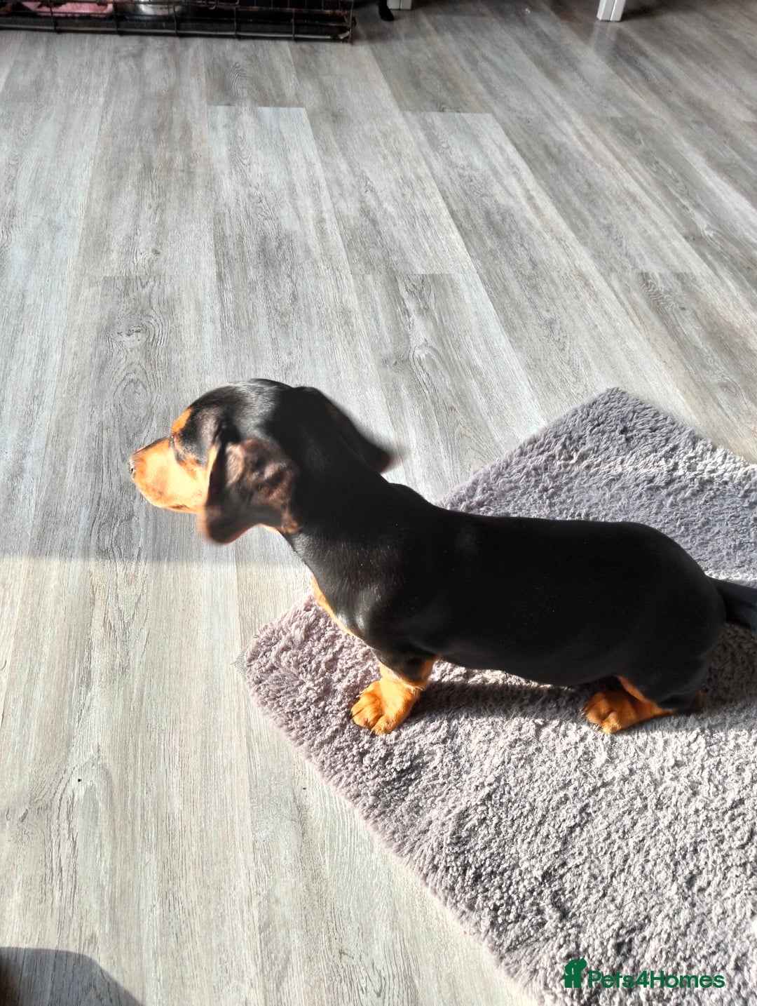 Miniature Dachshund dogs for sale: 2 beautiful dachshunds left  - Image 5