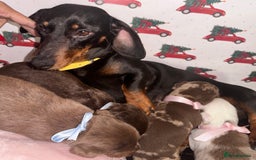 Dachshund dogs for sale: Dachshund  - Advert 3