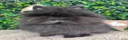 Lionhead rabbits for sale: BEAUTIFUL BABY LIONHEAD BUNNIES  - Advert 5