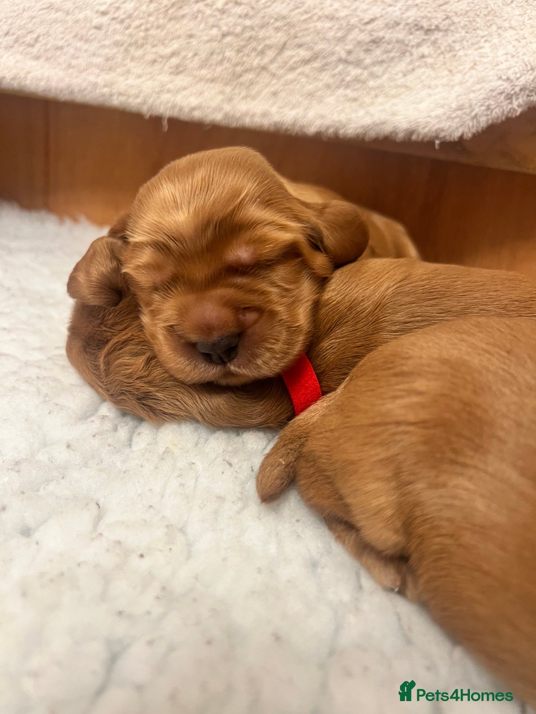 Cocker Spaniel dogs for sale: Show type cocker spaniels  - Advert 4