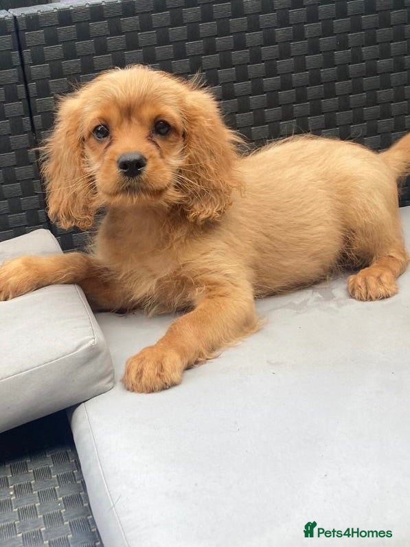Cavapoo dogs F1 cavapoo 2 boys left REDUCED - Advert 3