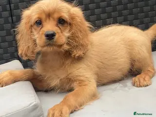 Cavapoo dogs F1 cavapoo 2 boys left REDUCED - Advert 3