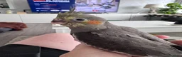 Cockatiels birds for sale: Adorable hand reared cockatiels  in Swindon - Advert 3