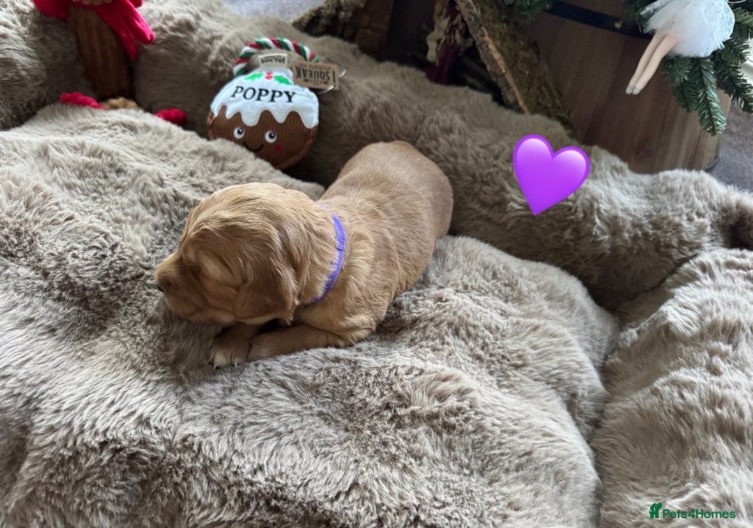 Golden Retriever dogs for sale: Golden retriever puppies  - Advert 24