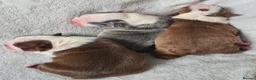 Boston Terrier dogs for sale: Beautiful Boston terrier pups  - Advert 10
