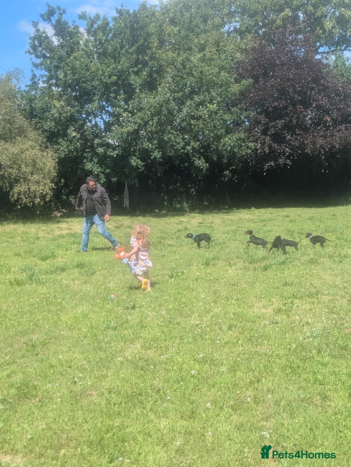 Dobermann dogs Ready to go now Beautiful doberman pups, 4 girls  - Advert 11