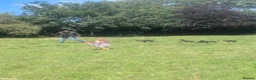 Dobermann dogs for sale: Ready now KC reg Beautiful doberman pups, 4 girls  - Advert 4