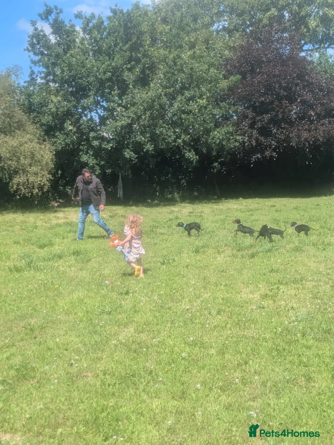 Dobermann dogs for sale: Ready to go now Beautiful doberman pups, 4 girls  - Advert 1