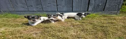Jack Russell dogs for sale: Outstanding Jack Russell puppies - Advert 4