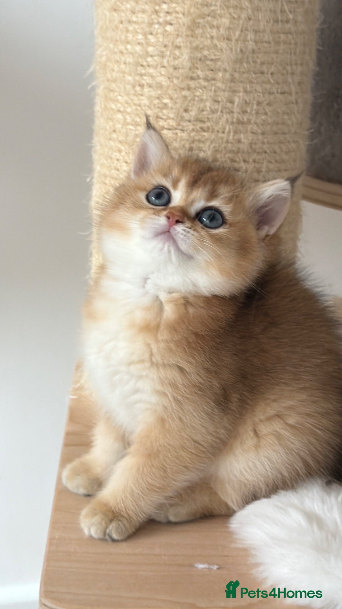 British Shorthair cats Exception quality,Champion bloodlines GCCF/TICA🏆 - Advert 2