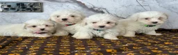 Coton De Tulear dogs for sale: Coton du tulear pups - Advert 1