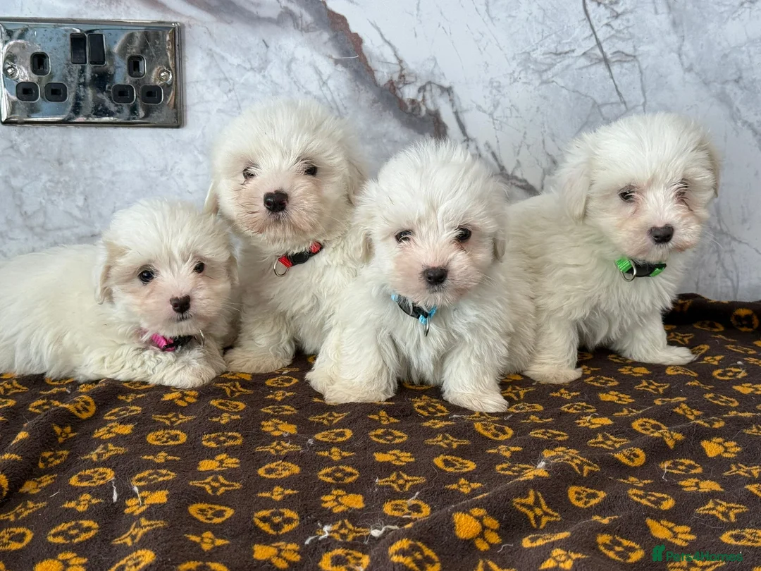 Coton De Tulear dogs for sale: Coton du tulear pups - Advert 1