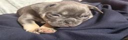 Frug dogs for sale: French bulldog x frug - Advert 17