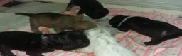 Mixed Breed dogs for sale: Two Beautiful Frenchie Poo Girls - Advert 8