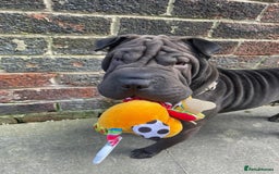 Shar Pei dogs for sale: Female black Shar Pei  - Image 1