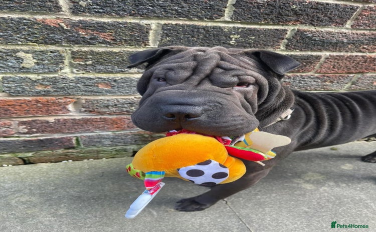Shar Pei dogs - Advert 1