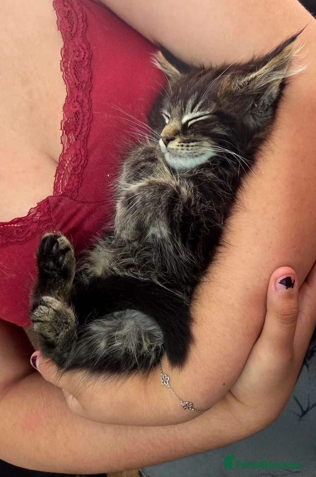 Maine Coon cats for sale: 1 male maincoon  - Advert 7