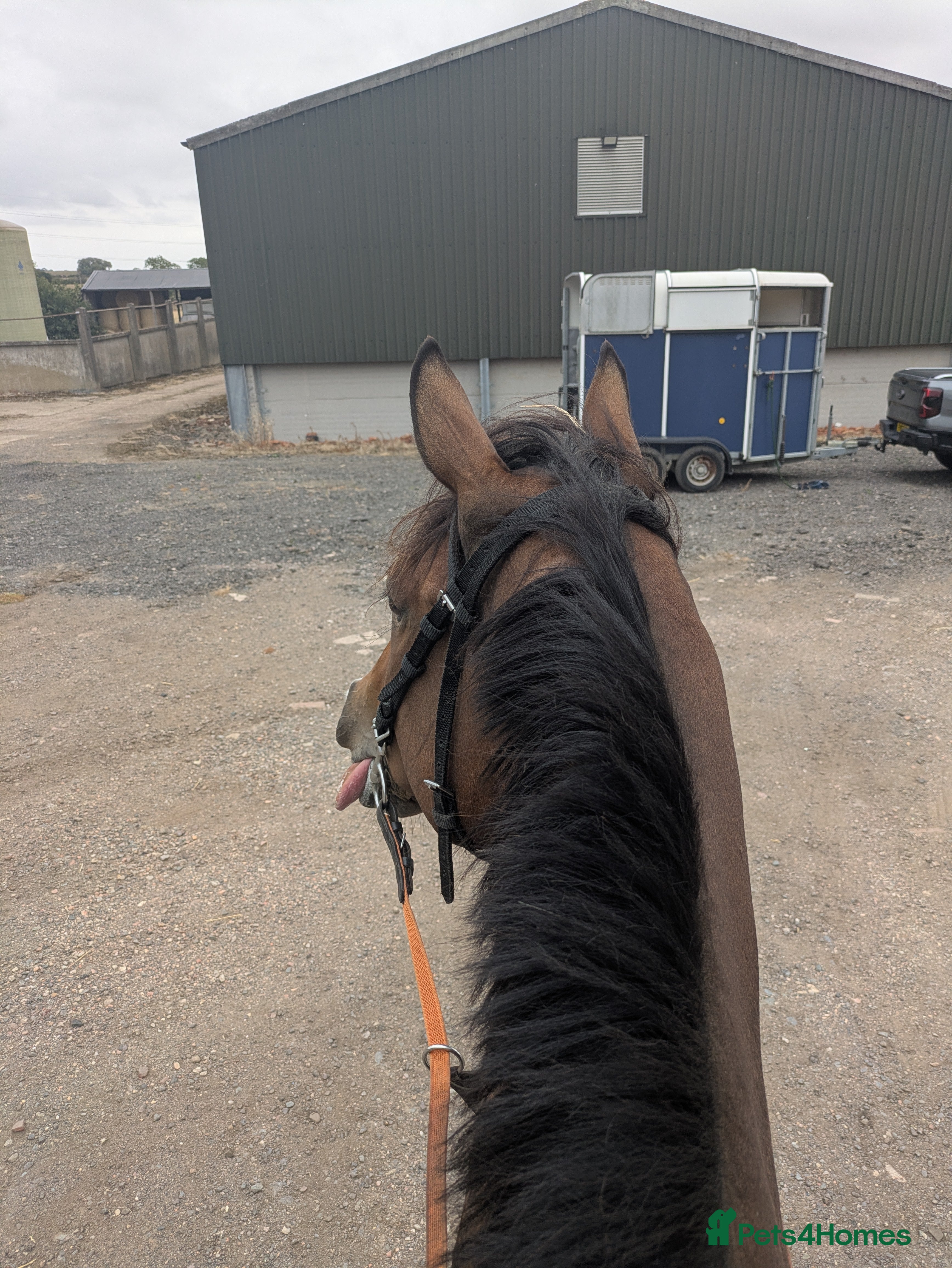 English Thoroughbred horses Two horses for sale - Advert 1