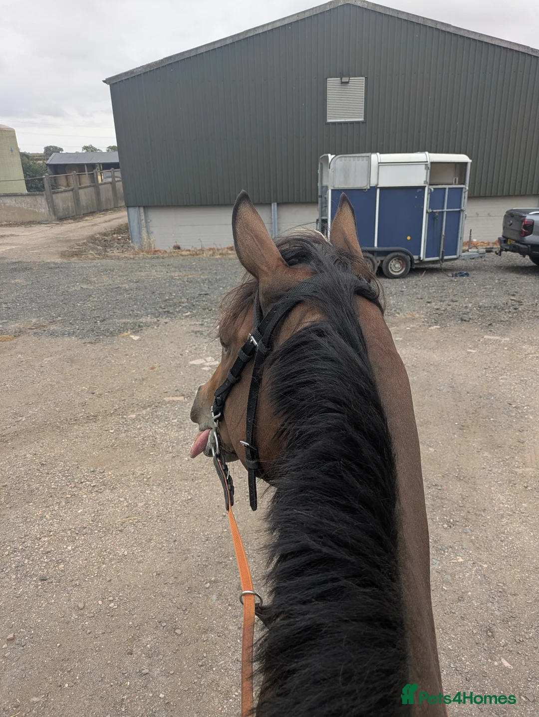 English Thoroughbred horses for sale: Two horses for sale - Advert 1