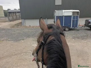 English Thoroughbred horses Two horses for sale - Advert 1