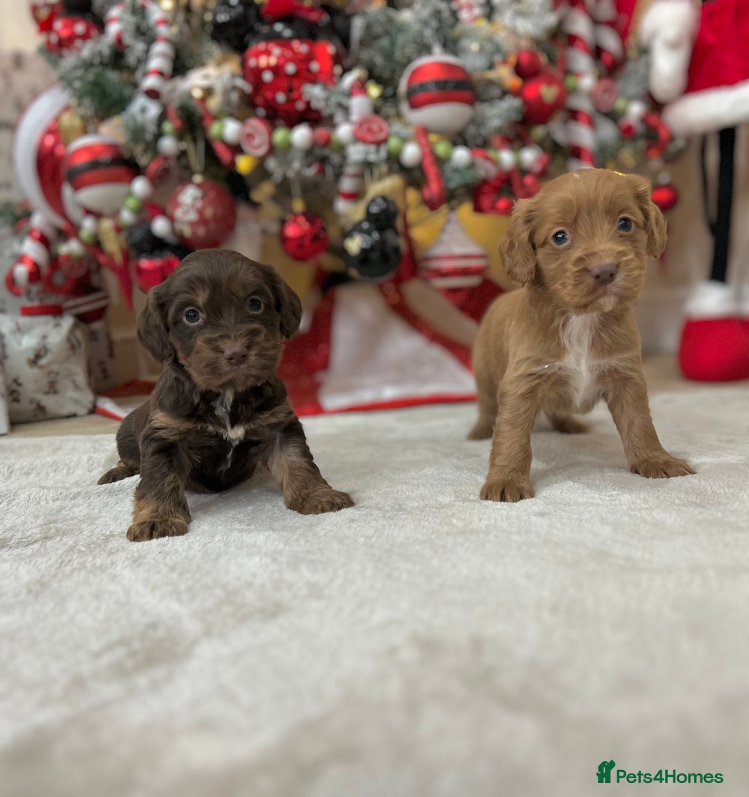 Cockapoo dogs for sale: Stunning cockapoo puppies  - Advert 18