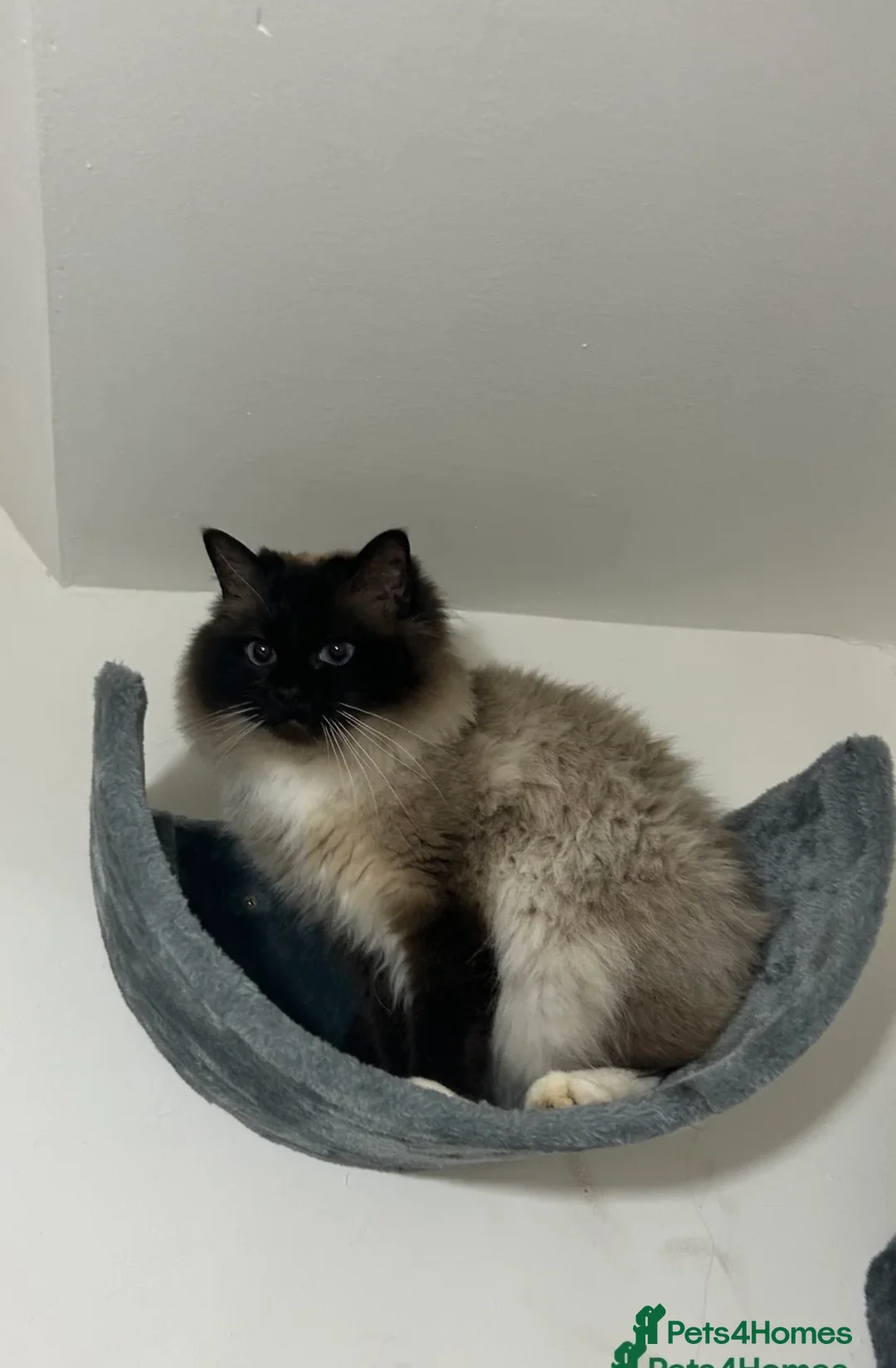 Ragdoll cats for sale: RAGDOLL TABBY - Advert 1