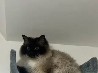 Ragdoll cats RAGDOLL TABBY - Advert 2