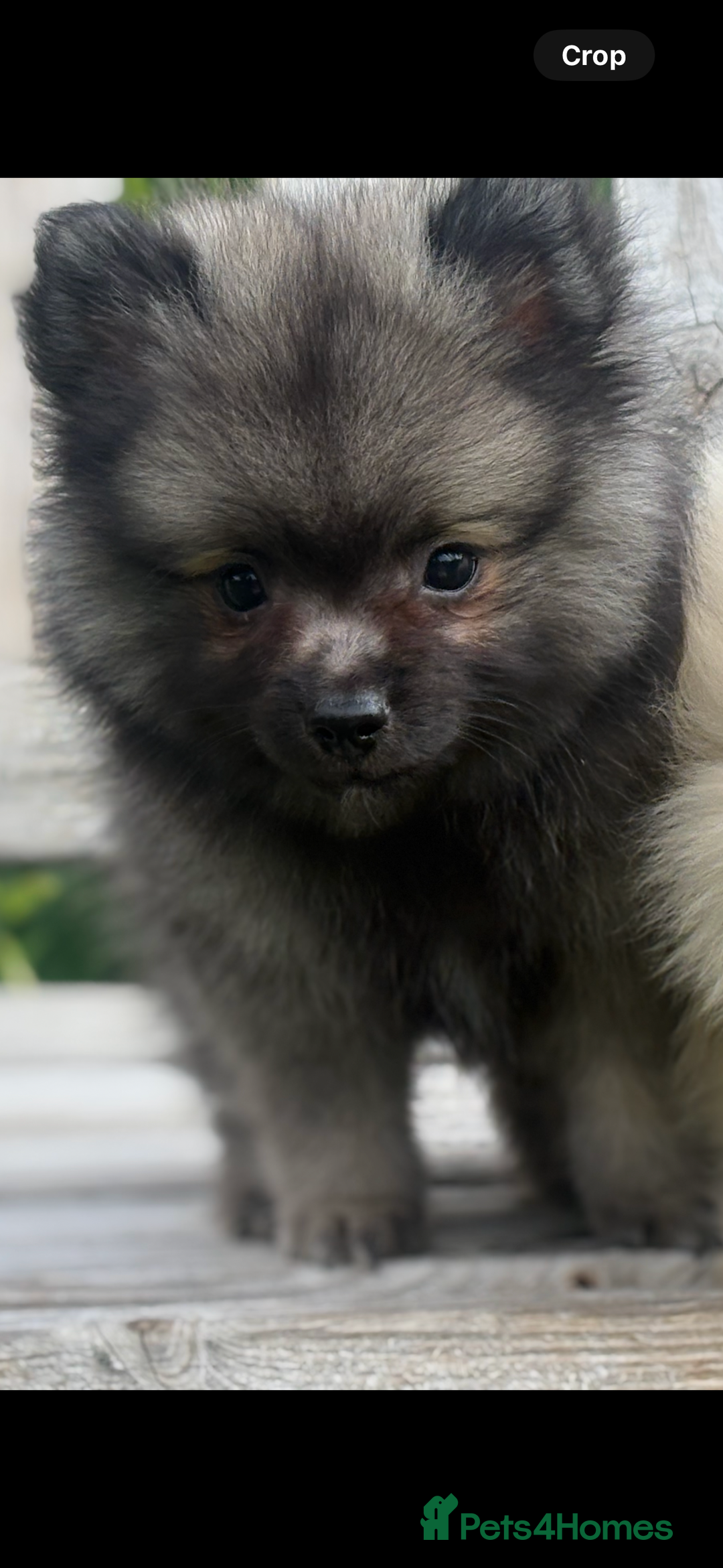 Pomeranian dogs for sale: Cream girl & sable boy - Image 4