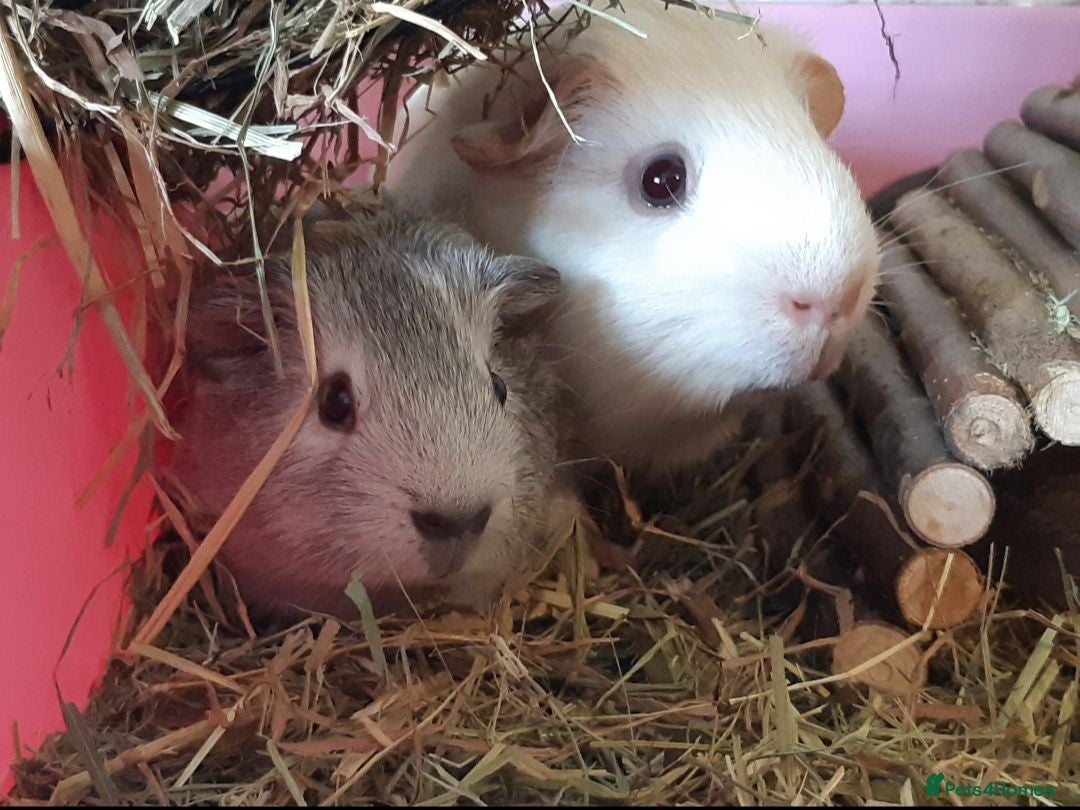 Guinea Pig rodents Baby guinea pig pairs - Advert 2