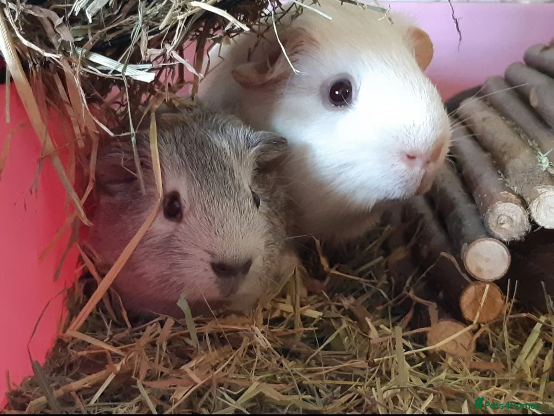 Guinea Pig rodents for sale: Baby guinea pig pairs - Advert 1