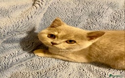 British Shorthair cats for sale: Champion line kittens  - Advert 17