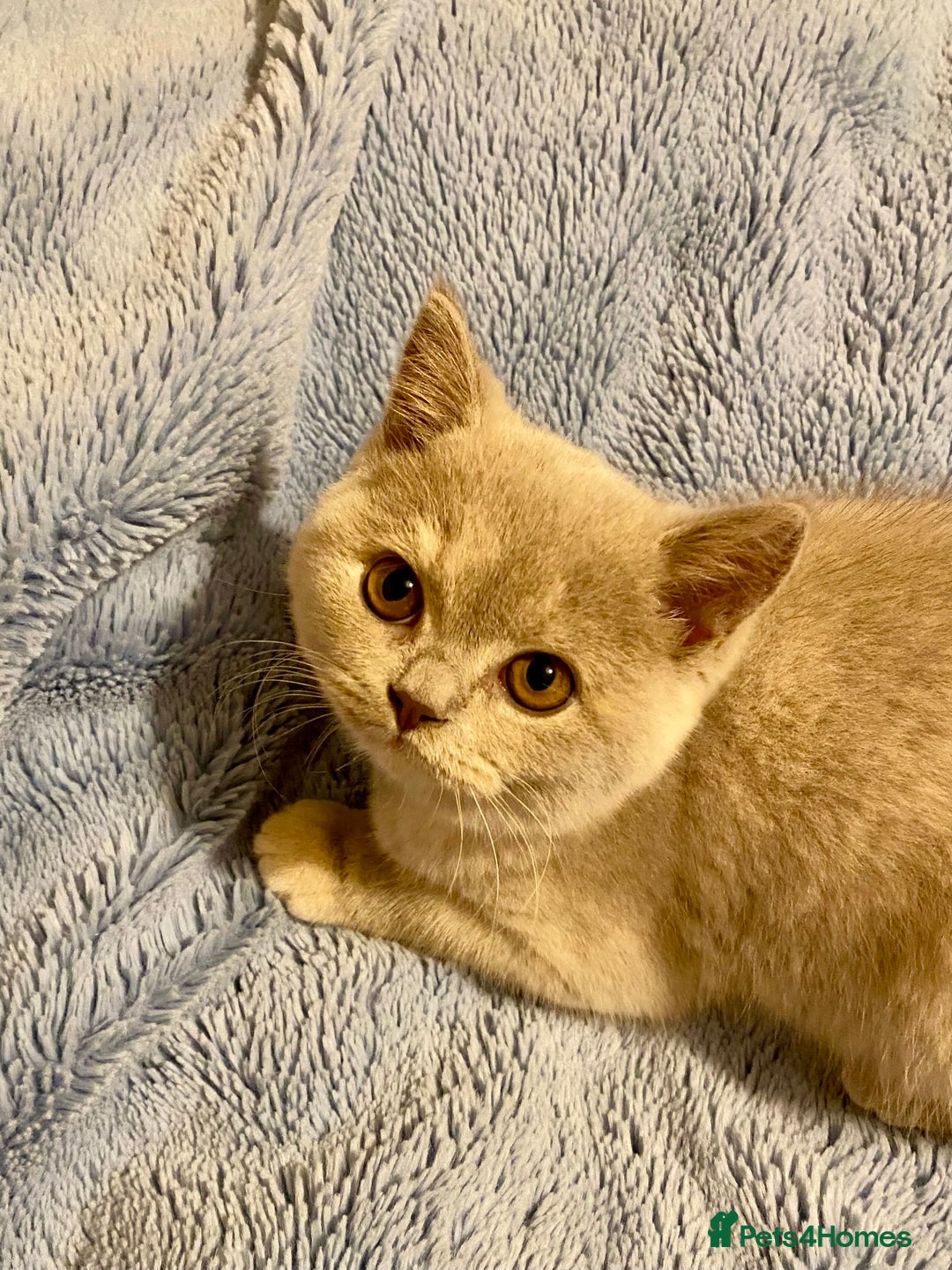 British Shorthair cats for sale: Champion line kittens  - Advert 17