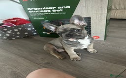 French Bulldog dogs for sale: Luna a 6 month old French bulldog puppy  - Image 6