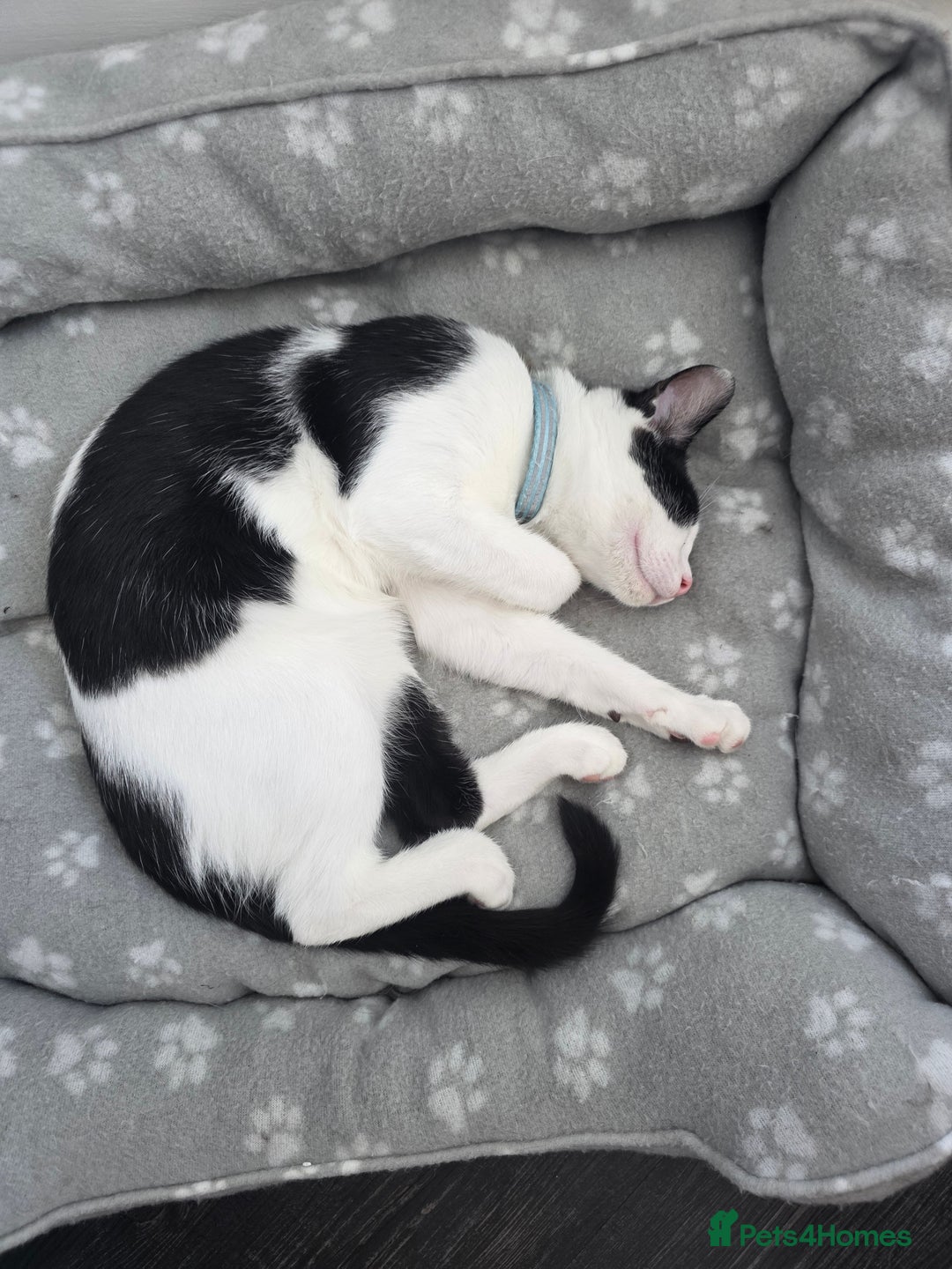 Mixed Breed cats for sale: Smudge looking for family home  - Advert 10