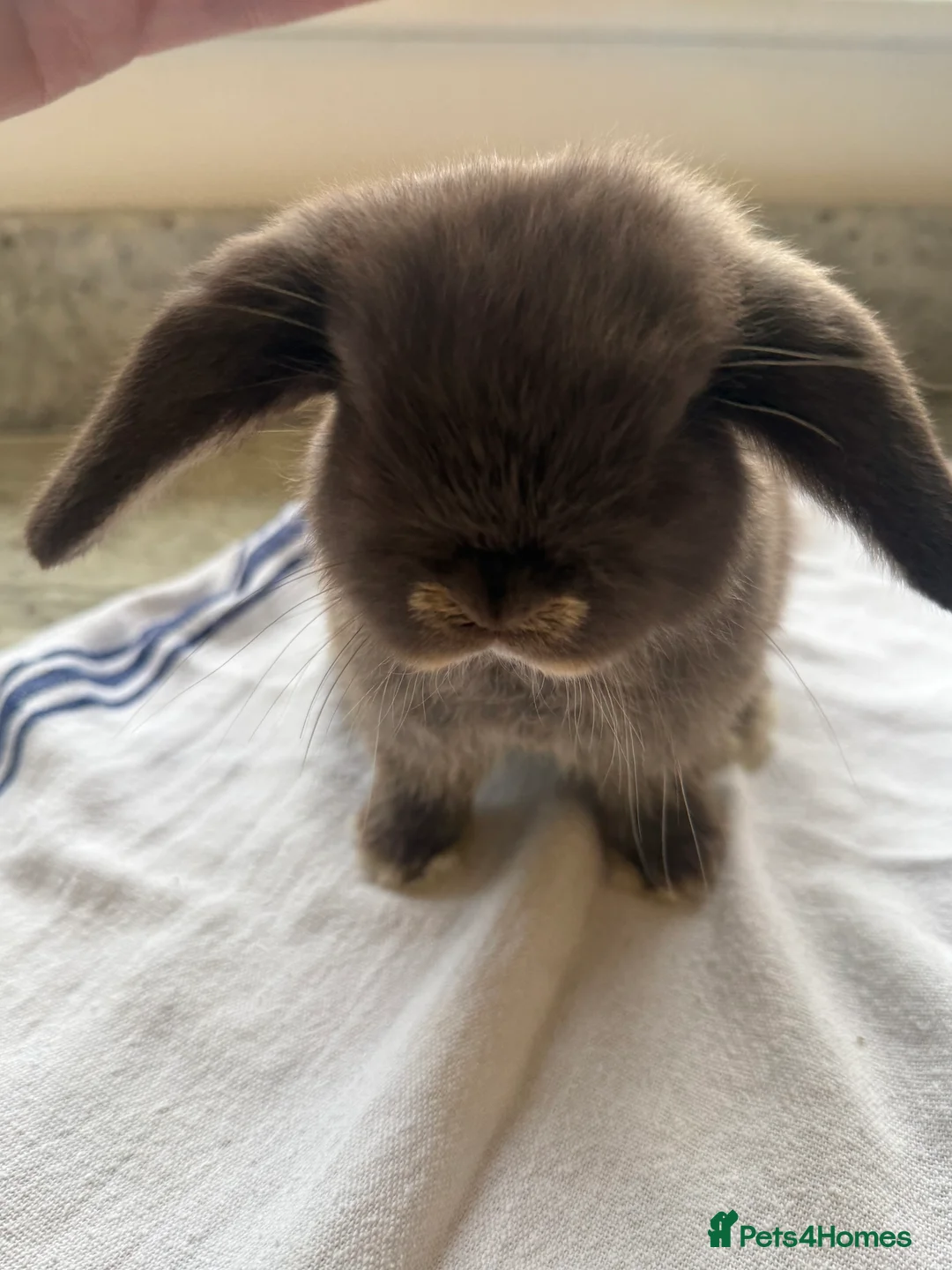 Mini Lop rabbits for sale: Beautiful Mini Lop Babies  - Advert 3