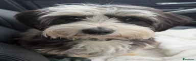 Yorkiepoo Puppy 1