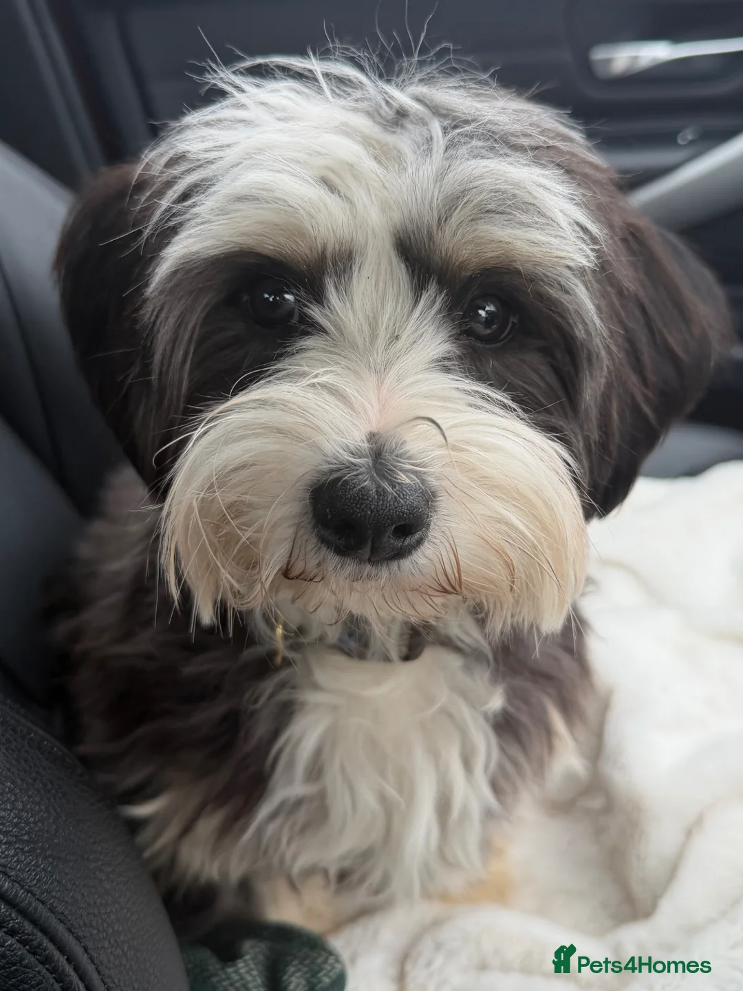 Yorkiepoo dogs for sale: Jude the YorkiPoo  - Advert 2