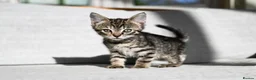 Mixed Breed cats for sale: REDUCED READY TO GO -  1 BOY/GIRL Tabby kittens  - Advert 20