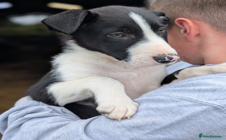 Border Collie dogs - Advert 15