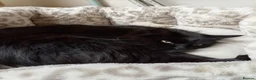 Mixed Breed cats for sale: Beautiful female half Maine Coon cat - Advert 2