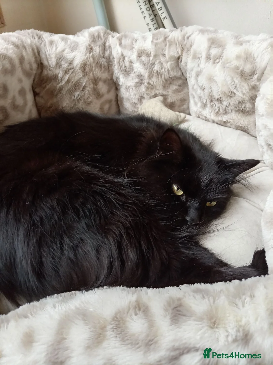 Mixed Breed cats for sale: Beautiful female half Maine Coon cat - Advert 2