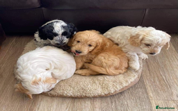 Miniature Poodle dogs for stud: KC miniature poodle, phantom and parti carrier  in Bolton - Image 5