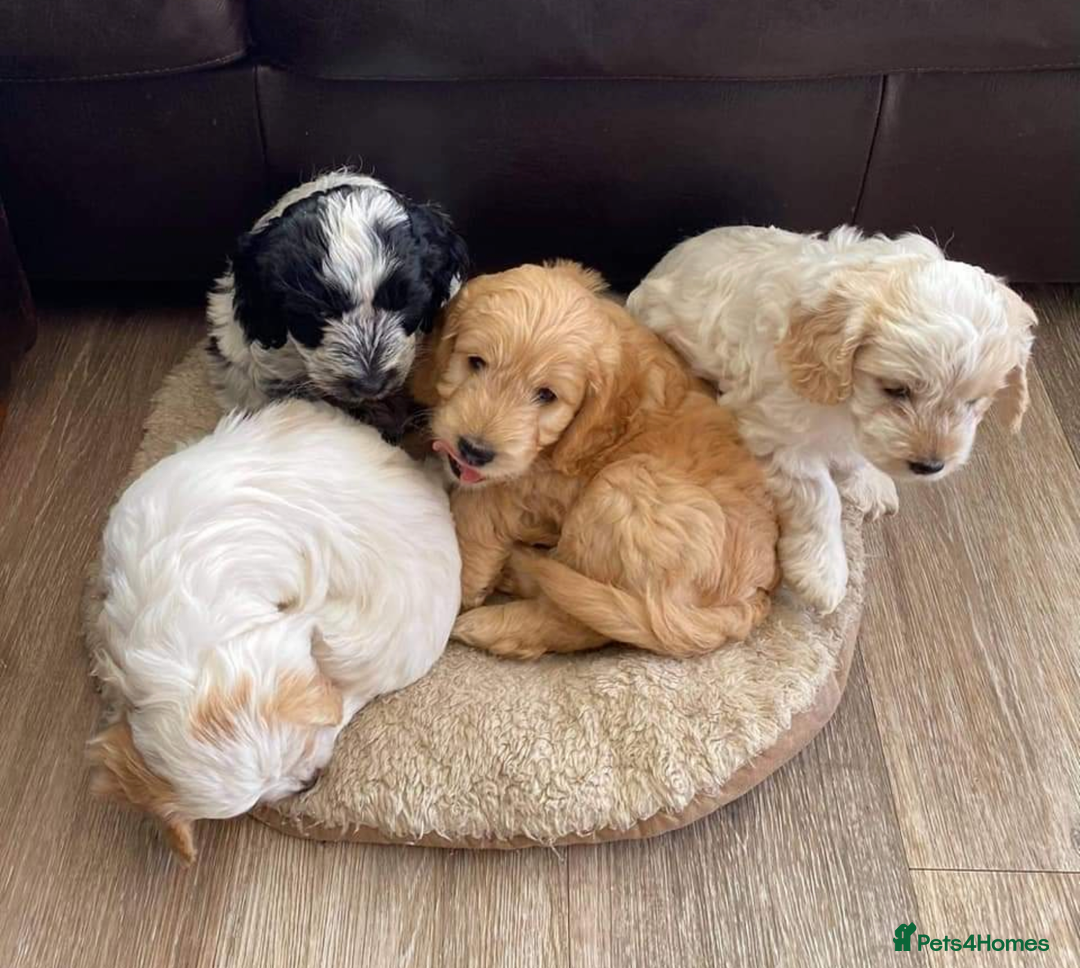 Miniature Poodle dogs for stud: KC miniature poodle, phantom and parti carrier  in Bolton - Image 5
