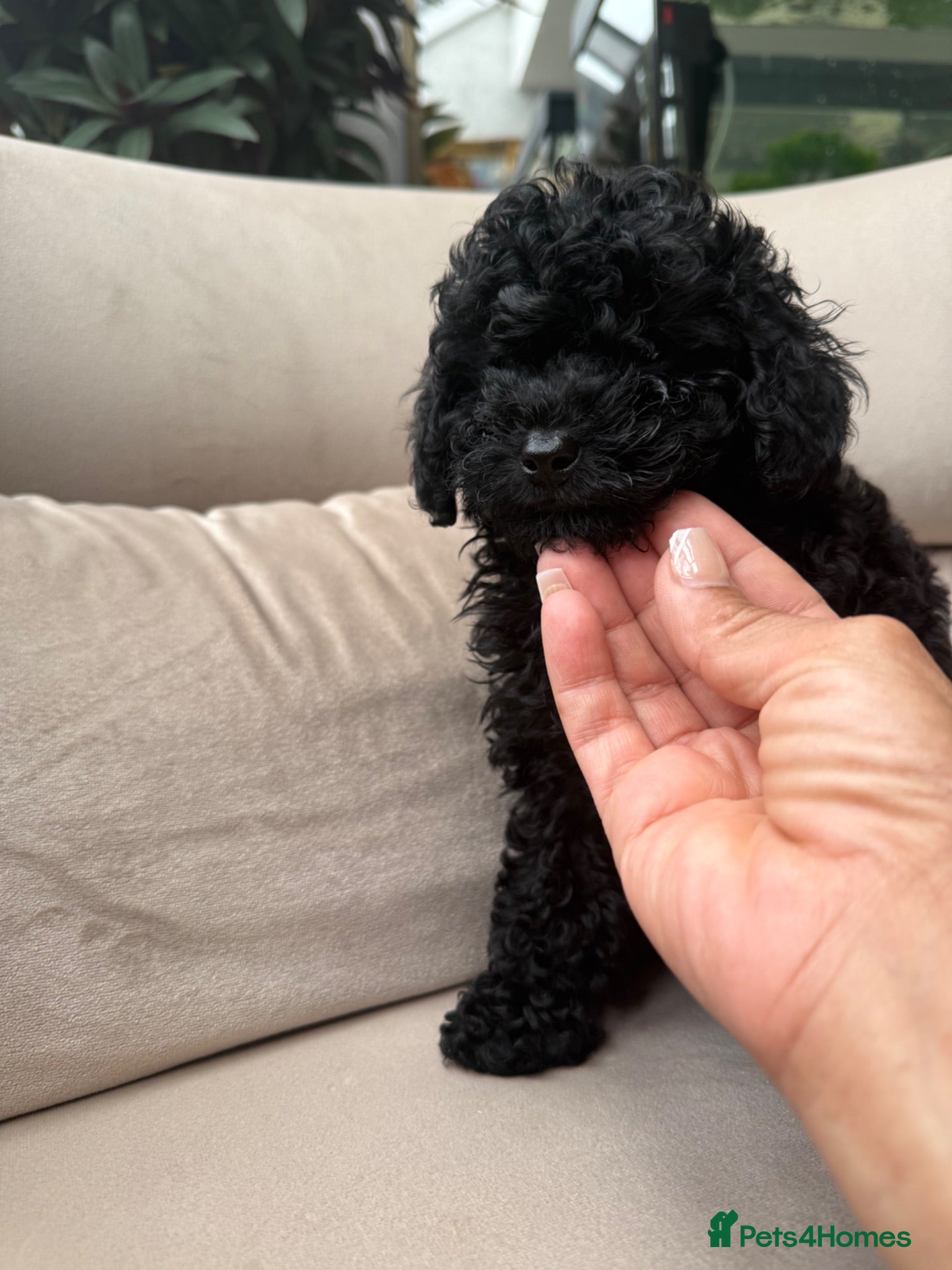 Toy Poodle dogs Already trained red Toy Puddle Puppies - Advert 7