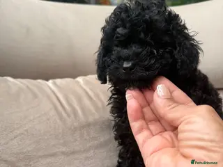 Toy Poodle dogs Already trained red Toy Puddle Puppies - Advert 7