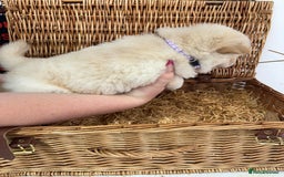 Chow Chow dogs for sale: 4 FEMALES POLAR WHITE CHOW CHOW  - Image 13