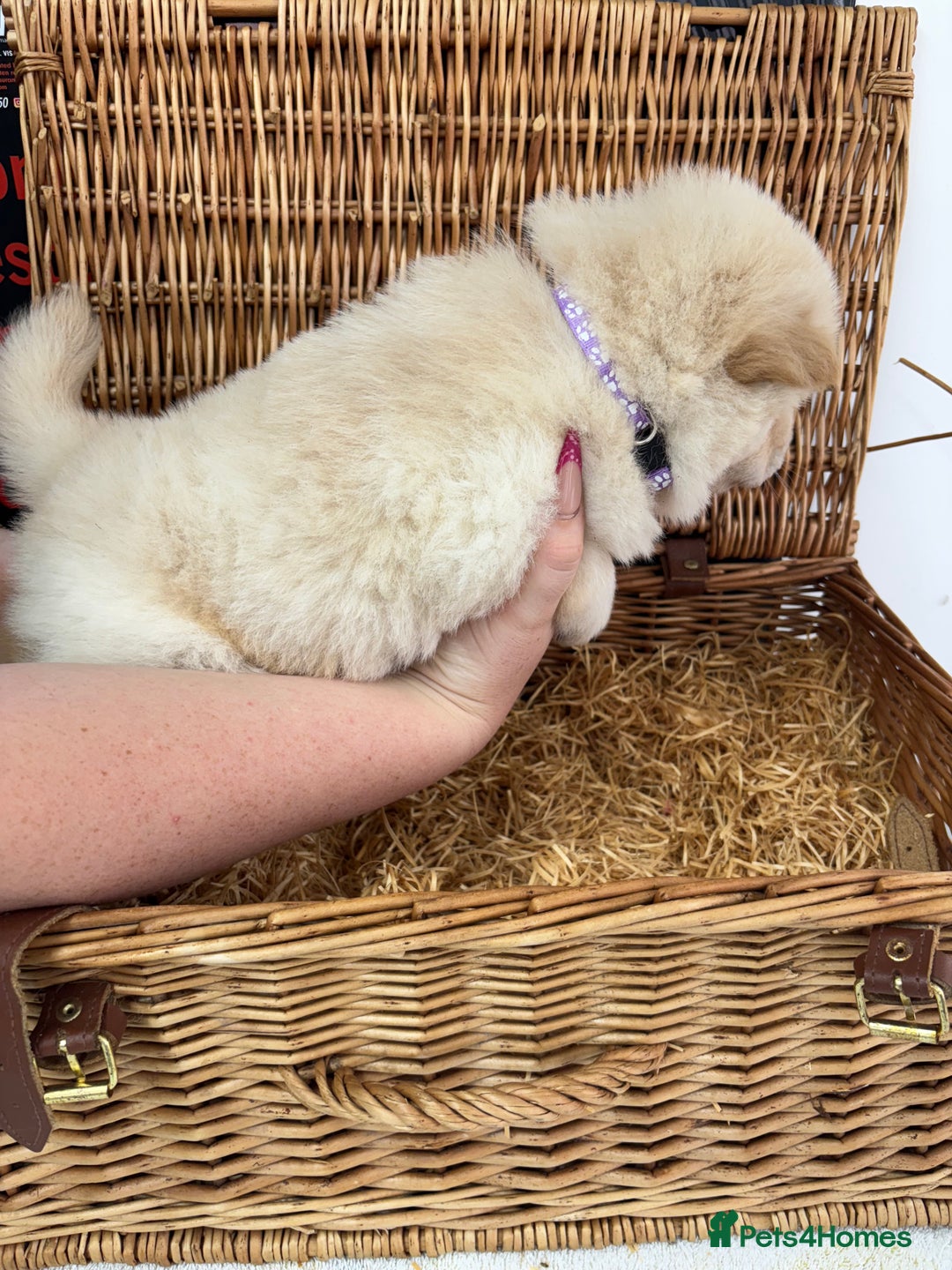 Chow Chow dogs for sale: 4 FEMALES POLAR WHITE CHOW CHOW  - Image 13
