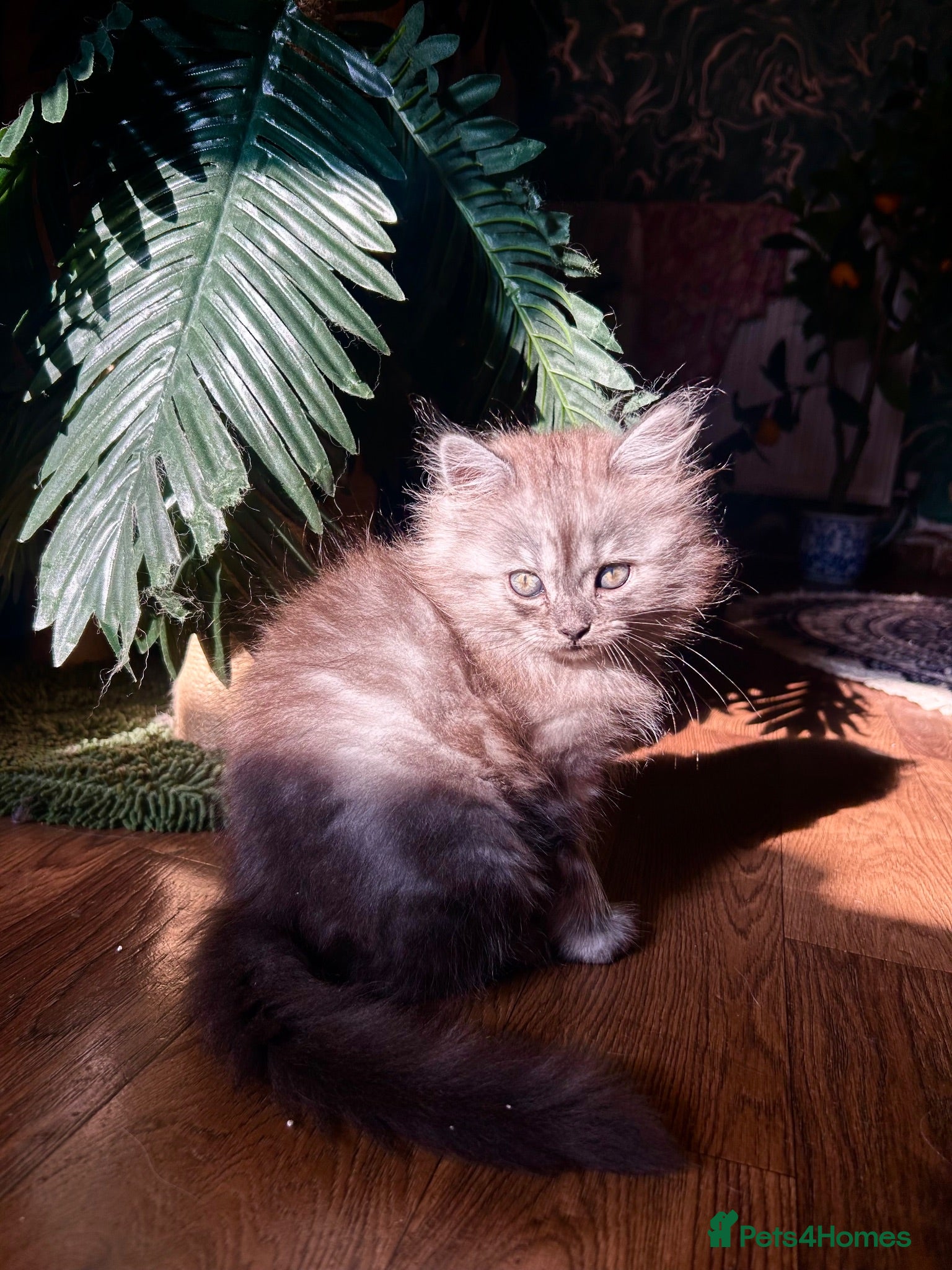 Persian cats 7-Persian kittens for sale 🩶🩵 males & Females - Advert 4